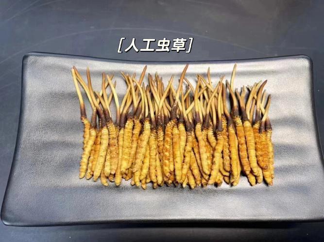 野生冬虫夏草图片_野生虫草有哪些药用作用