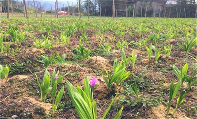 白芨种植_白芨种植方法