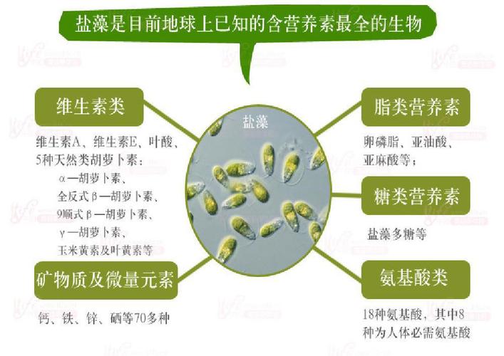 盐藻_盐藻的功效与作用