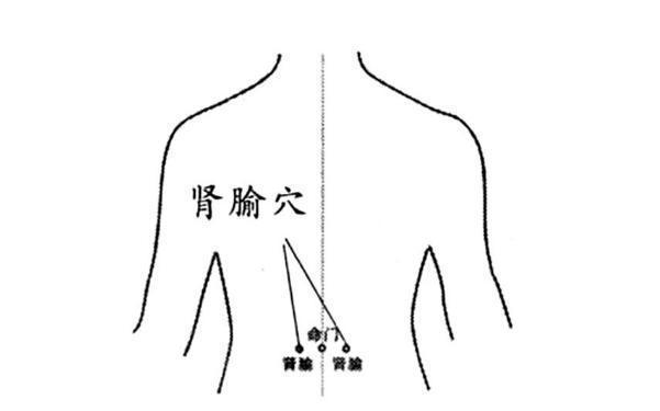 肾俞穴位位置图_肾俞位置图作用功效