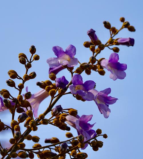 梧桐花_梧桐花图片