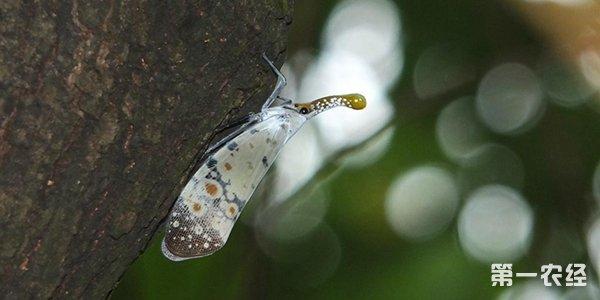 白蜡虫_白蜡虫的用途