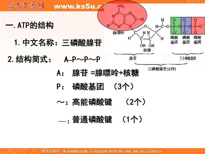 atp是什么_ATP是什么的简称