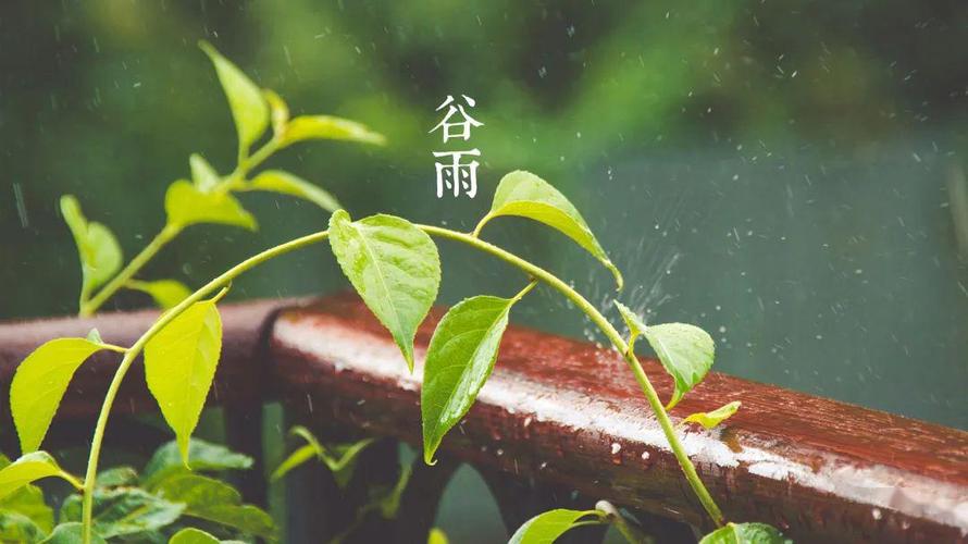 谷雨的寓意是什么意思_谷雨的寓意是什么意思啊