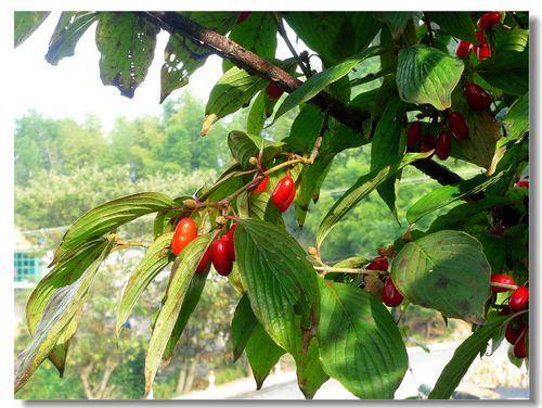 茱萸图片_茱萸图片 植物图片