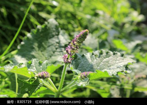 水茴香_水茴香长什么样子图片