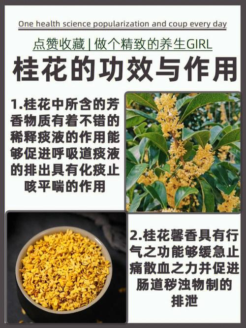 桂花的功效与作用_桂花的功效与作用与主治与用量