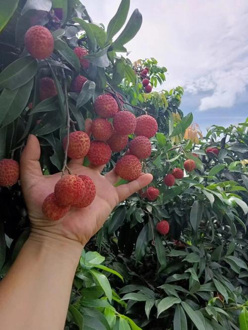 南山荔枝_南山荔枝什么时候成熟