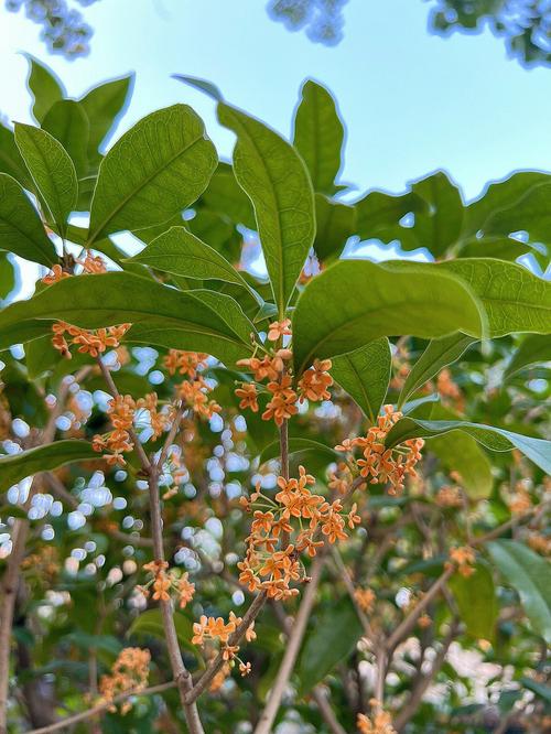 桂花产地_桂花产地是哪里