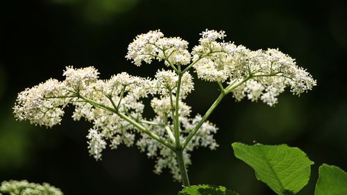 接骨木花_接骨木花是什么