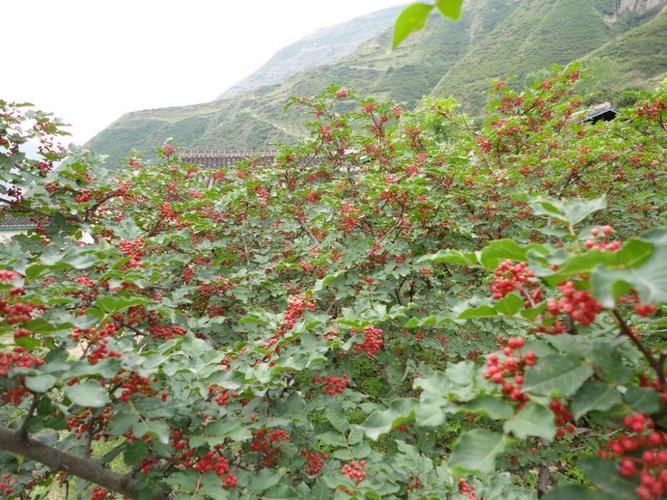 花椒产地_山东花椒产地