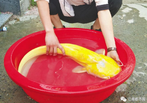 男子钓金黄大怪鱼_男子钓金黄大怪鱼视频