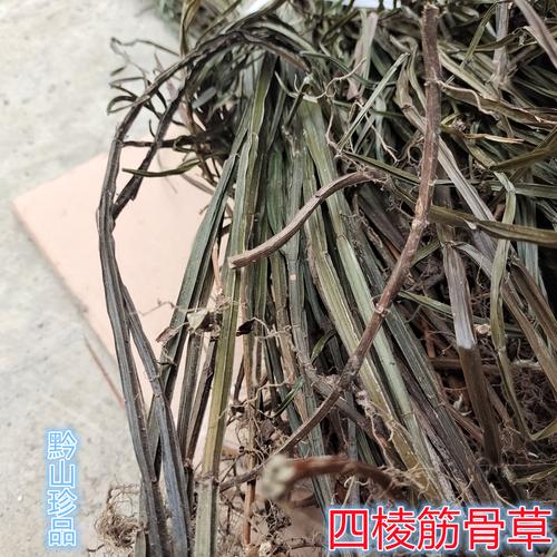 四棱筋骨草_四棱筋骨草中药名