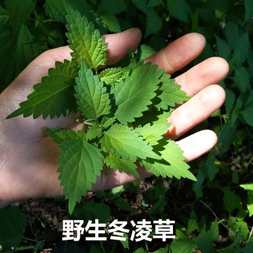 冬凌草的功效_冬凌草的功效与作用及副作用