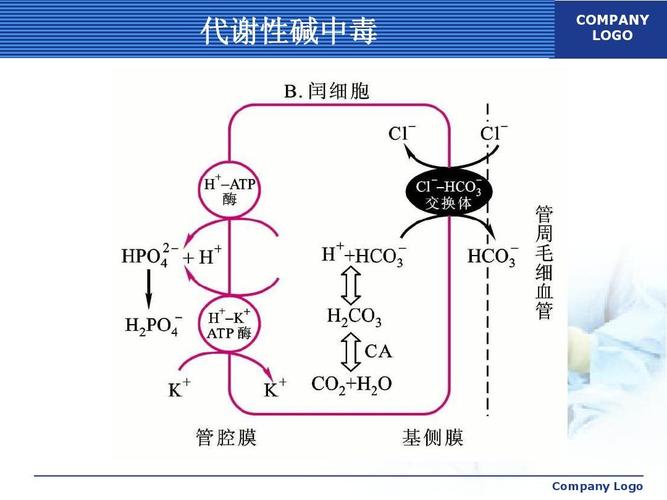 代谢_代谢性碱中毒