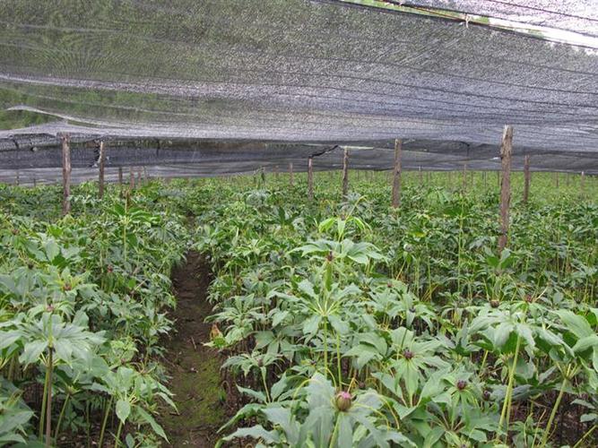 重楼怎么种植_重楼怎么种植才能快速生长