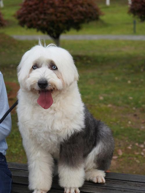 古牧犬好养吗_古牧犬好养吗?