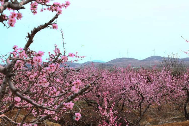 肥城桃_肥城桃花节