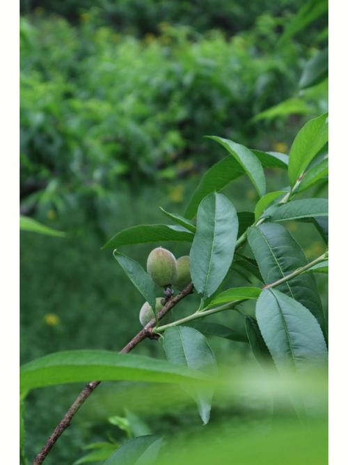 桃属_桃属于什么科植物