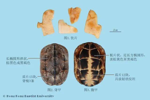 鳖甲图片_鳖甲图片 龟甲区别