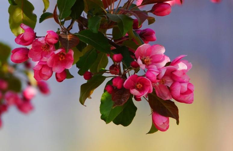 红海棠花_红海棠花的花语和寓意