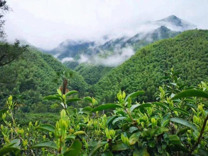 高山茶叶_高山茶叶的特点