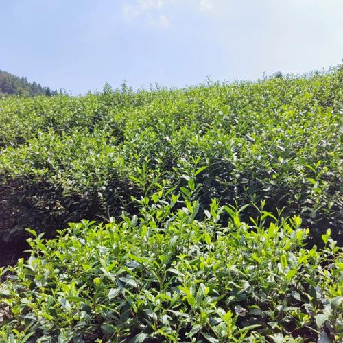 高山茶叶_高山茶叶的特点