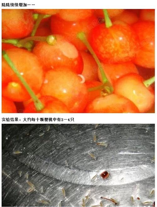 樱桃有虫子_樱桃有虫子吃了会怎样