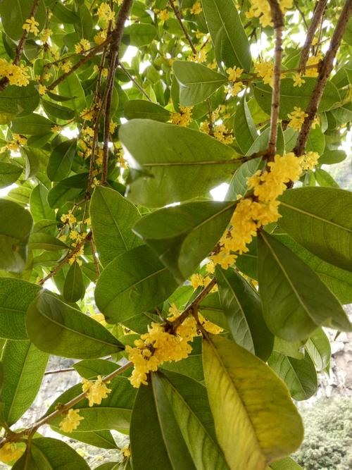 山桂花_山桂花图片