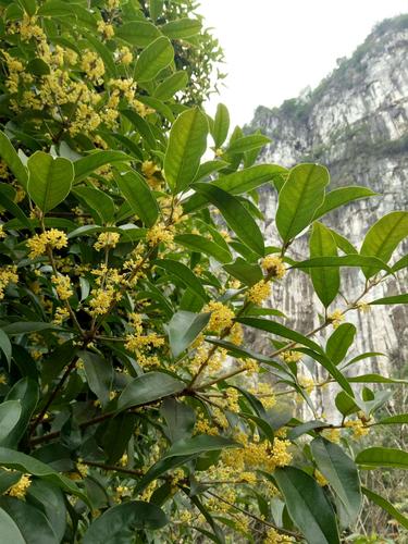 山桂花_山桂花图片