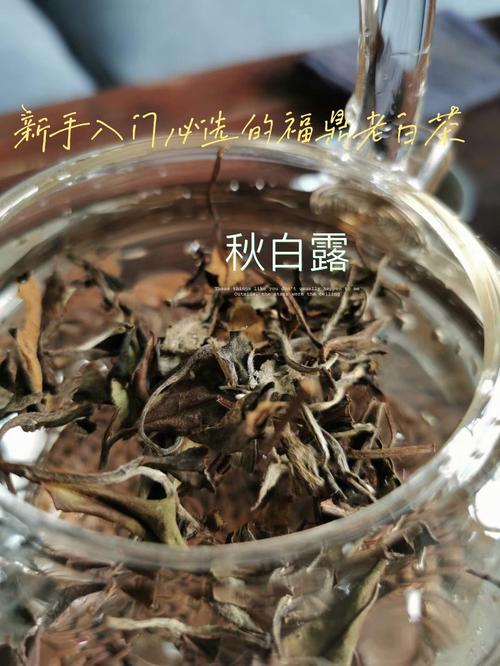 福鼎白茶_福鼎白茶的功效与作用