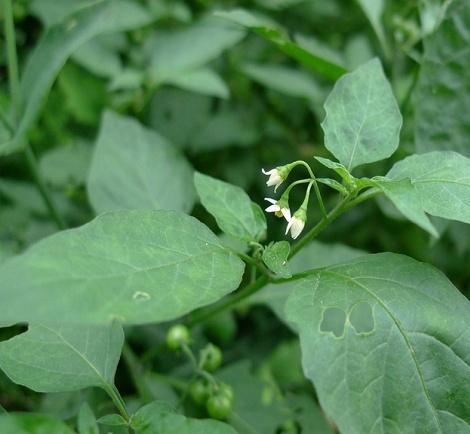 白花菜_白花菜和绿花菜有什么区别