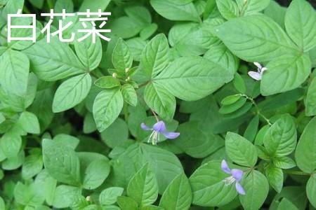 白花菜_白花菜和绿花菜有什么区别