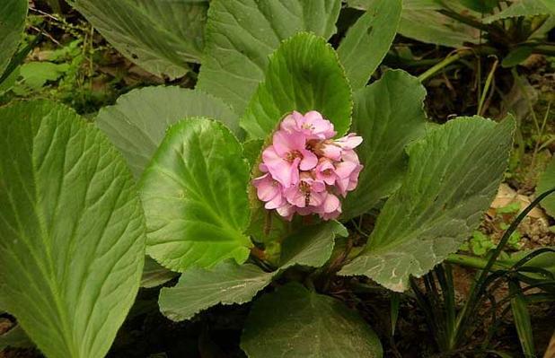 岩白菜_岩白菜是治疗哪种咳嗽