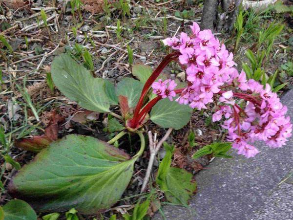 岩白菜_岩白菜是治疗哪种咳嗽