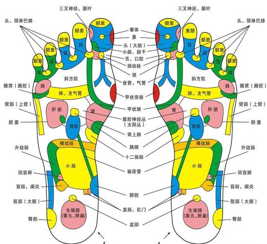 脚底穴位图_脚底疼痛部位图