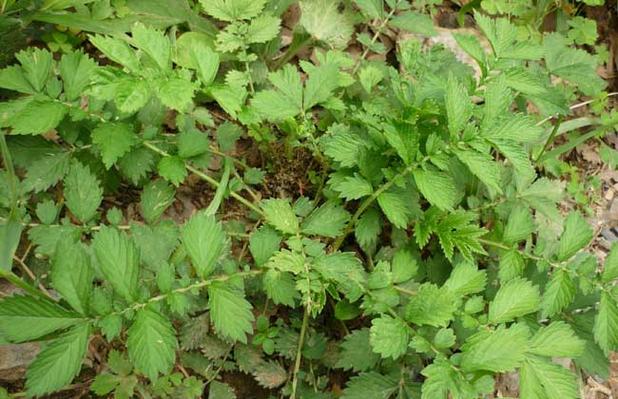 仙鹤草的功效与作用_仙鹤草的功效与作用是什么