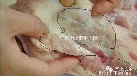 血脖肉_血脖肉为什么不能吃