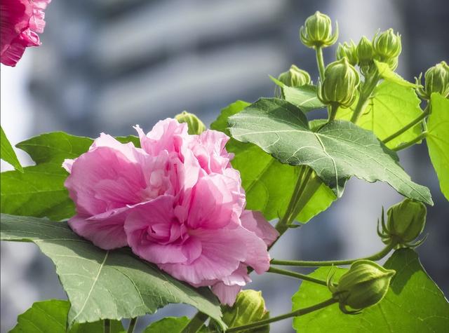 芙蓉花怎么养_芙蓉花怎么养才能养好