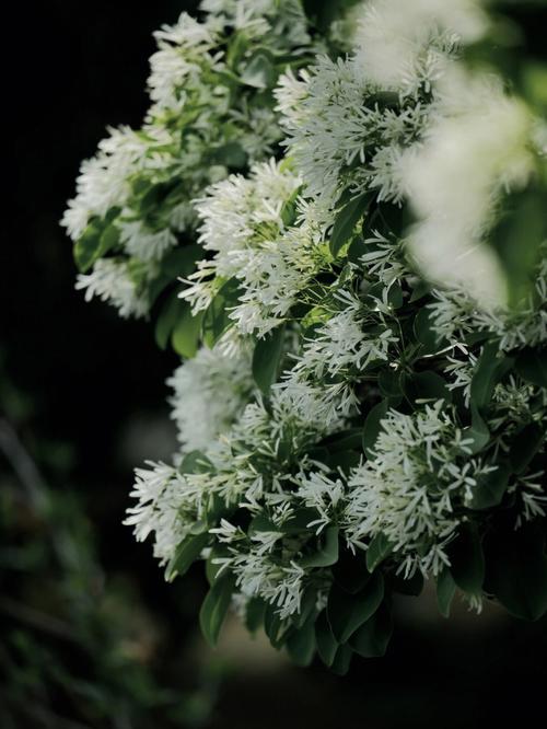 流苏花_流苏花图片