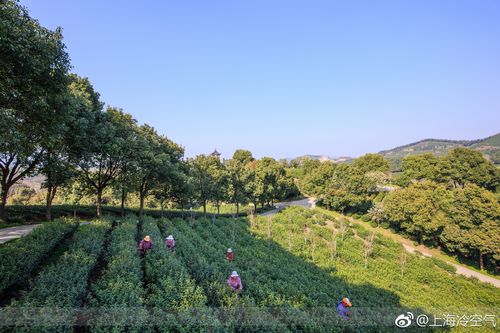 阳羡茶园_阳羡茶园图片