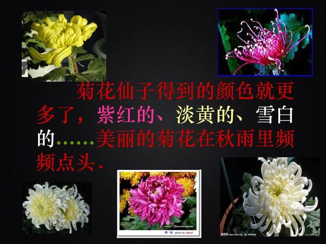 菊花仙子_菊花仙子得到的颜色更多了紫红的淡黄的雪白的仿写