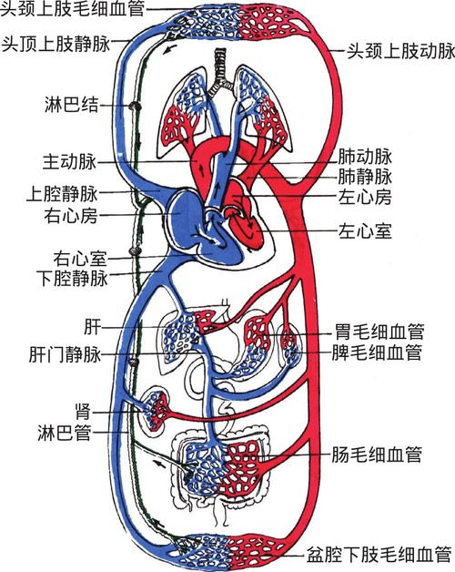 血液循环系统_血液循环系统由什么组成