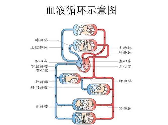 血液循环系统_血液循环系统由什么组成