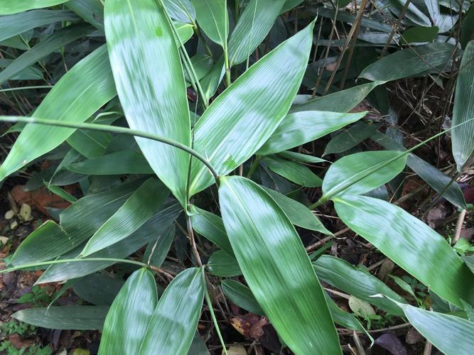 粽叶是什么植物的叶子_粽叶是什么植物的叶子图片