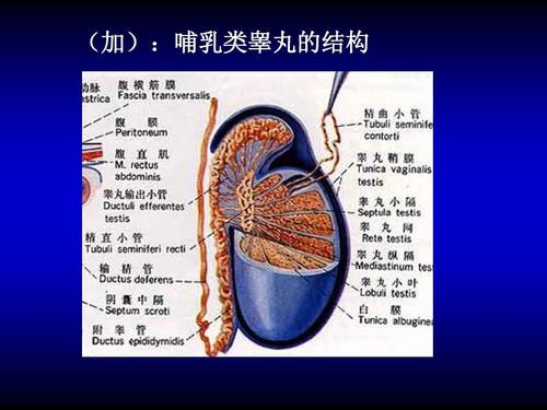 睾丸图片_睾丸图片正常的