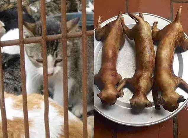 吃猫肉_吃猫肉的国家