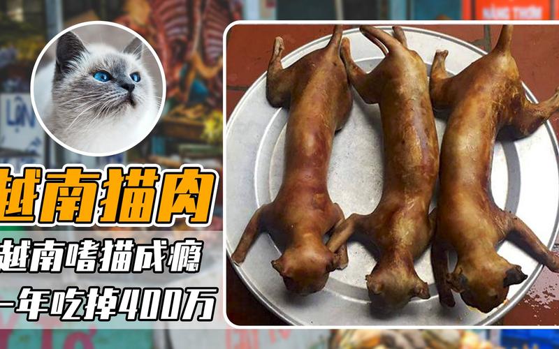 吃猫肉_吃猫肉的国家