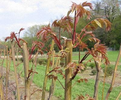 椿芽_椿芽种植有市场吗