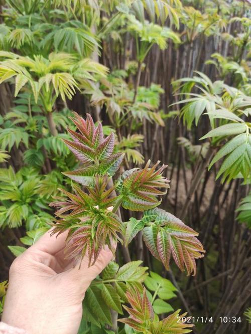 椿芽_椿芽种植有市场吗